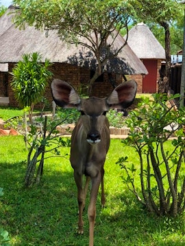 Kruger National Park South Accommodation at Serenity Bush Ballads | Viya