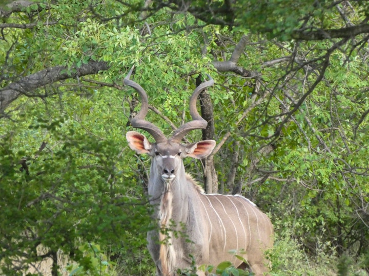 Limpopo Accommodation at Geminthebush Lodge | Viya