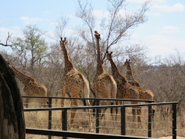 Kruger To Canyons Accommodation at  | Viya