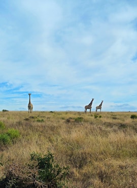 Eastern Cape Accommodation at Zoetvlei Wildlife Estate Glamping | Viya