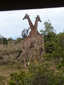 Limpopo Accommodation at Bosveld Wegbreek | Viya