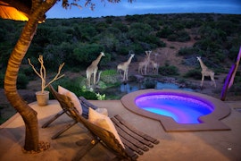 Eastern Cape Accommodation at Amakhala Safari Lodge | Viya