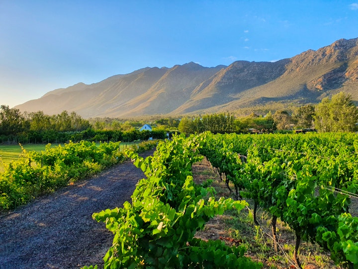 Western Cape Accommodation at Klein Nektar Wine & Olive Estate | Viya