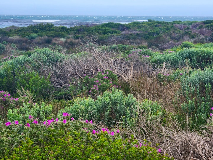 Betty's Bay Accommodation at Beachfront Rocky Pools | Viya