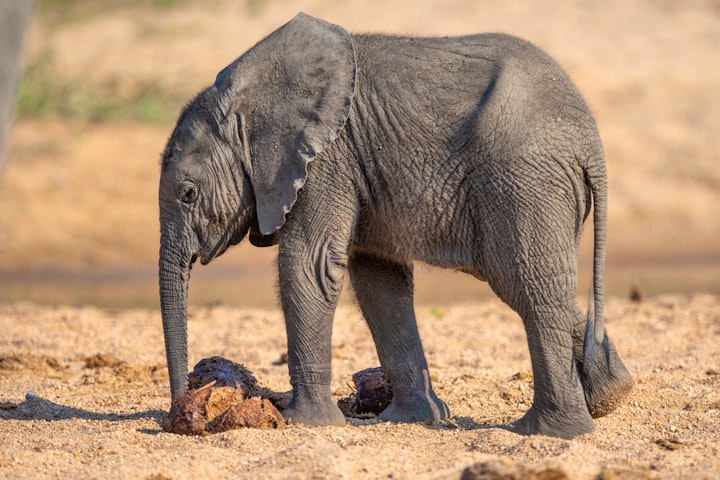 Kruger To Canyons Accommodation at Tomo Safari Lodge | Viya