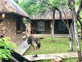 Kruger National Park South Accommodation at Galago's Nest Bush Chalets | Viya