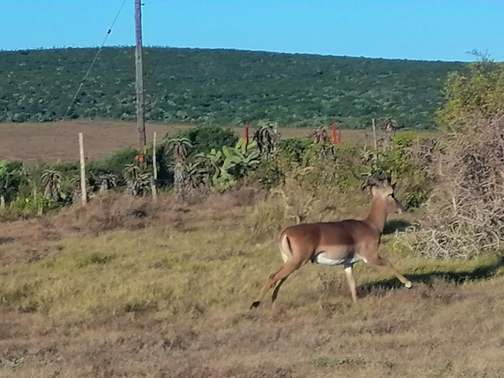 Eastern Cape Accommodation at The Hexagon Guesthouse & Wildlife Conservation | Viya