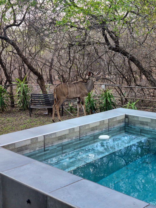 Kruger National Park South Accommodation at  | Viya