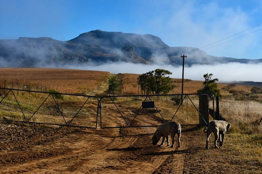 Clarens Accommodation at  | Viya