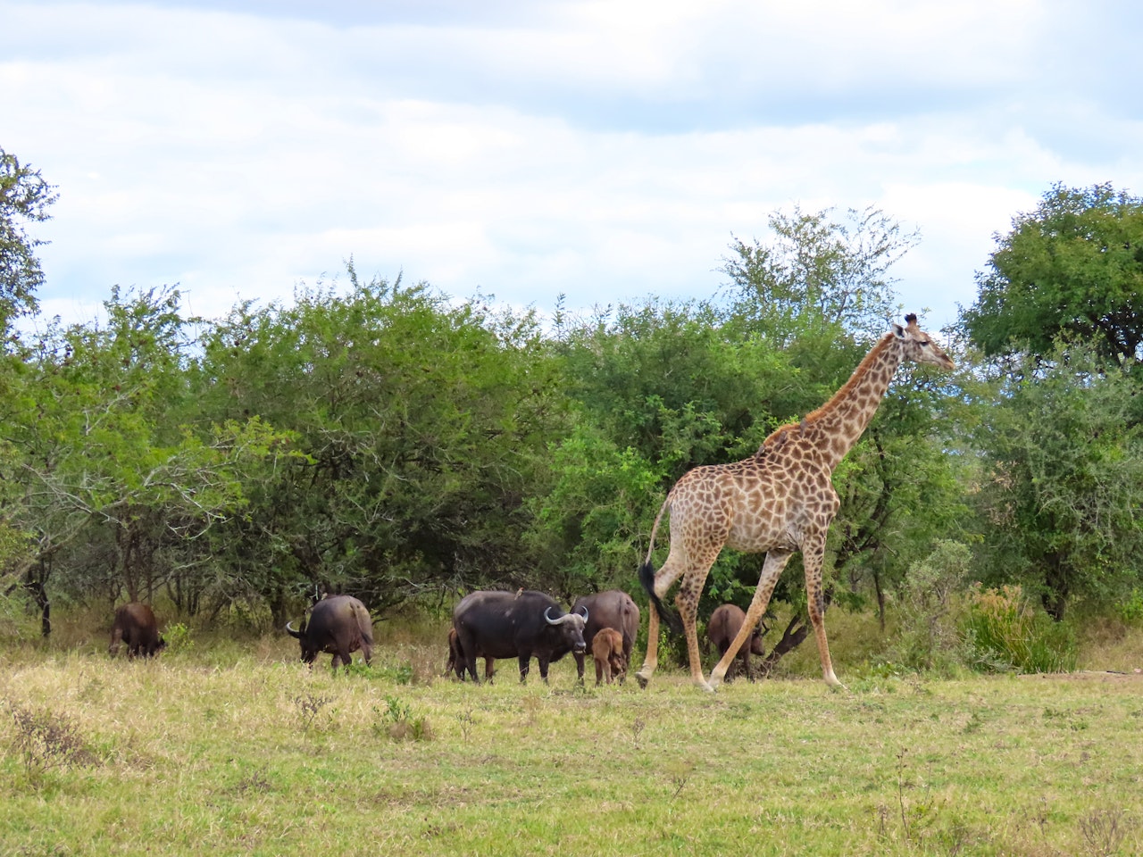 Hoedspruit Accommodation at  | Viya