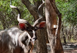 Kruger National Park South Accommodation at  | Viya