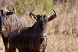 Kruger To Canyons Accommodation at Thornhill Eco Lodge | Viya