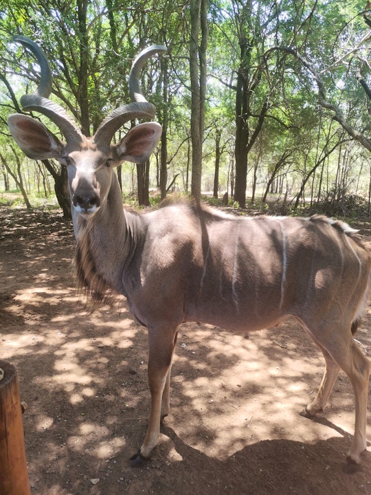 Waterberg Accommodation at  | Viya