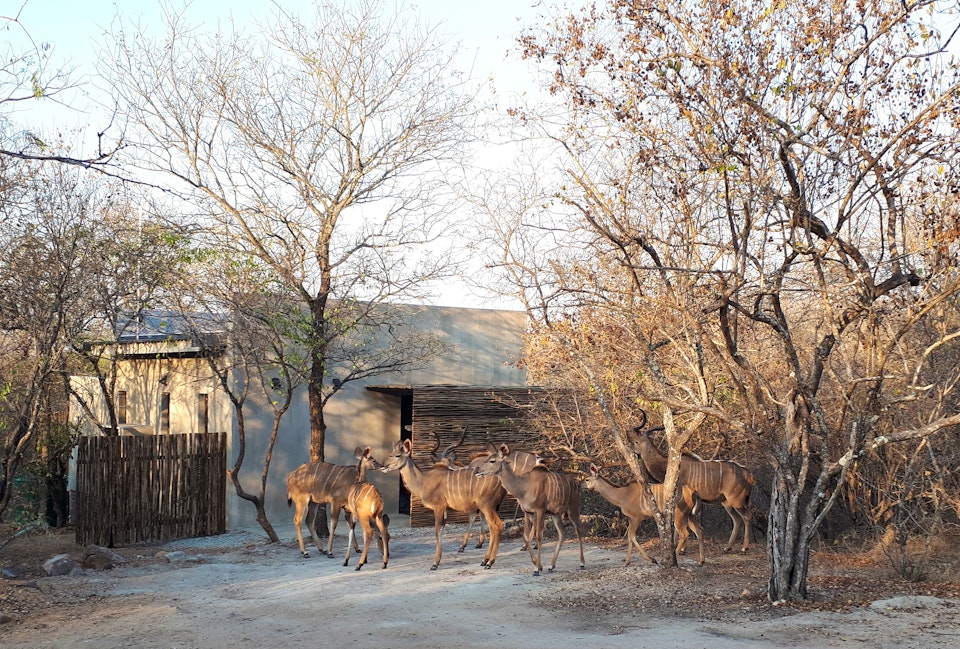 Kruger National Park South Accommodation at  | Viya