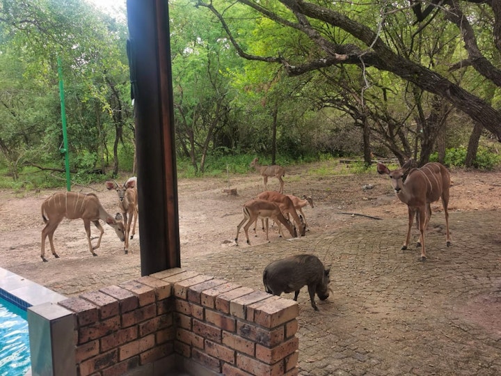 Kruger National Park South Accommodation at Villabikirus | Viya