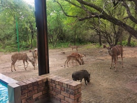 Kruger National Park South Accommodation at Villabikirus | Viya