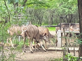 Kruger National Park South Accommodation at  | Viya