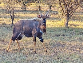 Waterberg Accommodation at RusteVinde Gasteplaas | Viya