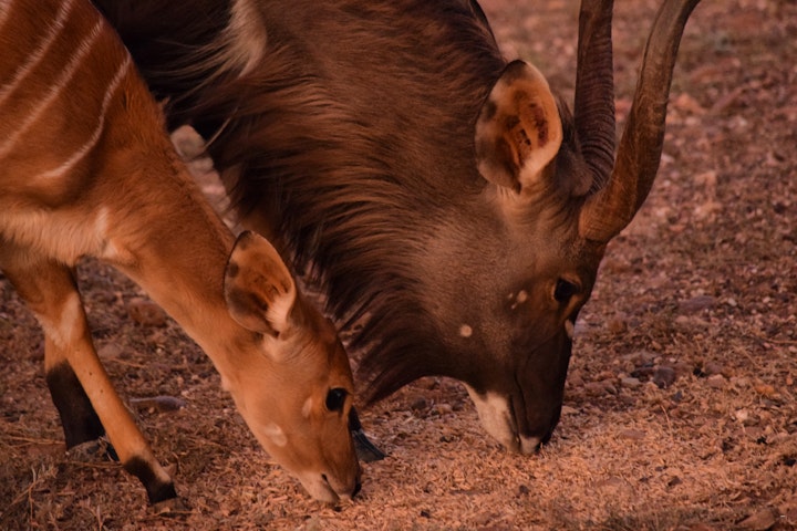 Overberg Accommodation at Aloe Canyons Guestfarm | Viya