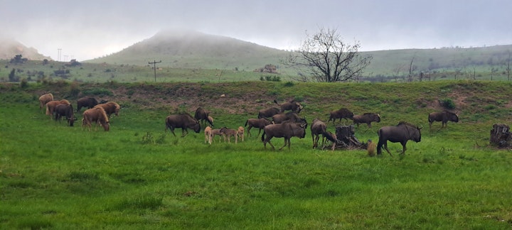 Free State Accommodation at Mount Everest Guest Farm | Viya