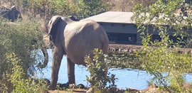 Lowveld Accommodation at Antares Bush Camp and Safaris | Viya