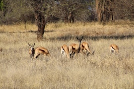 Waterberg Accommodation at Rustic Stone Lodge | Viya