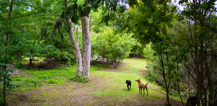 Cradle Of Humankind Accommodation at The Crooked Tree | Viya