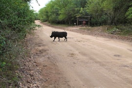 Kruger National Park South Accommodation at Kruger Bush Retreat | Viya