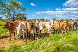 Namibia Accommodation at Farmstay Okakeua | Viya