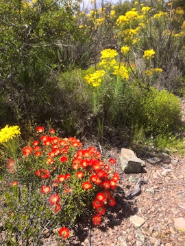 Western Cape Accommodation at Tibani Nature Reserve | Viya