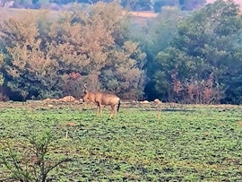 Cradle Of Humankind Accommodation at Rocky Aloe Lodge | Viya