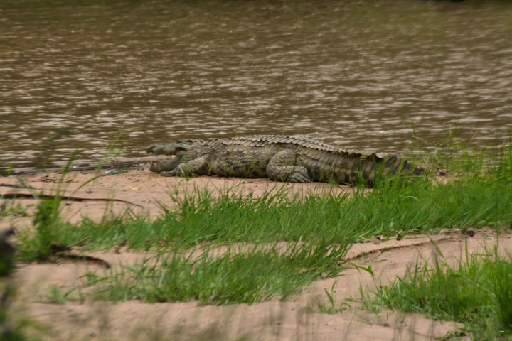 Limpopo Accommodation at Buffaloland Safaris - Giraffe Camp | Viya