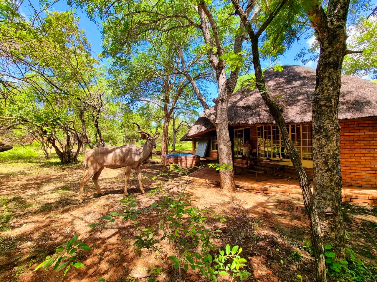 Kruger National Park South Accommodation at  | Viya