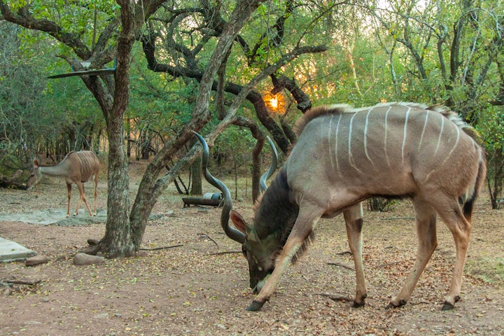 Kruger National Park South Accommodation at Villabikirus | Viya