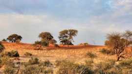 Namibia Accommodation at Jansen Kalahari Guest Farm | Viya