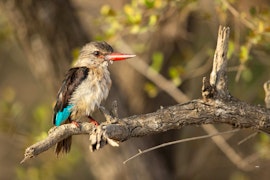 Dinokeng Game Reserve Accommodation at Ndlovu Log Home | Viya