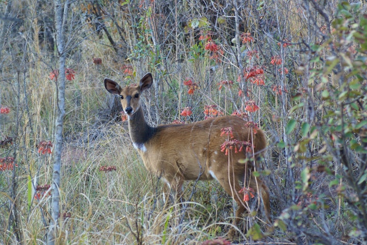 Limpopo Accommodation at Goudrivier Wildoord | Viya