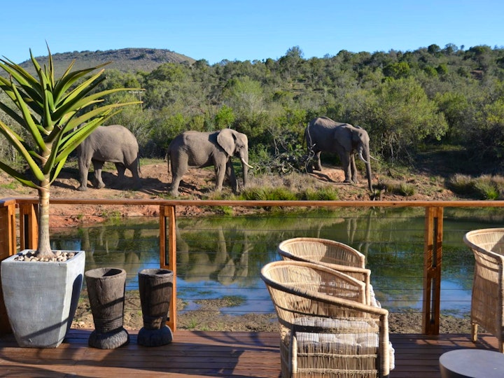 Eastern Cape Accommodation at Barefoot Addo Elephant Lodge | Viya