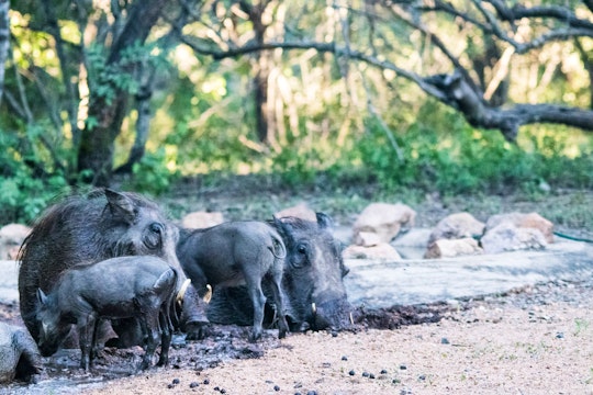 Kruger National Park South Accommodation at  | Viya