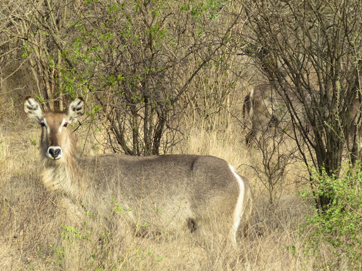 Kruger To Canyons Accommodation at Wild Dog Guest Lodge | Viya