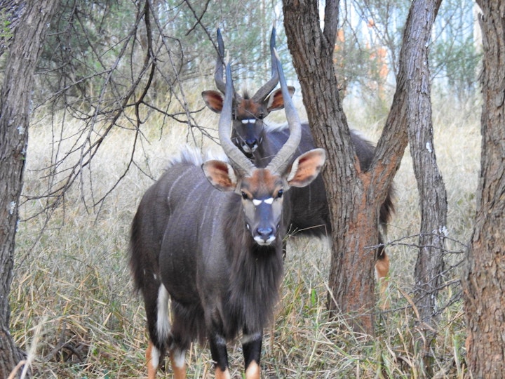 Limpopo Accommodation at Witgatboom Boskamp | Viya