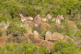 Western Cape Accommodation at Wildschutskloof In Die Veldt Lodge | Viya