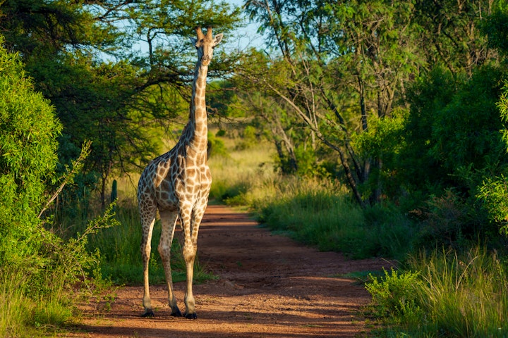 Limpopo Accommodation at Zebras Crossing | Viya