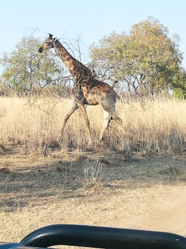 Dinokeng Game Reserve Accommodation at Golden Impalas Bush Resort | Viya