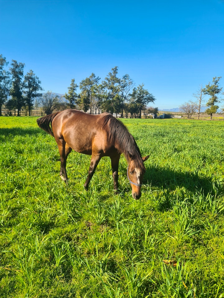 Western Cape Accommodation at Prosper Stud Guesthouse | Viya