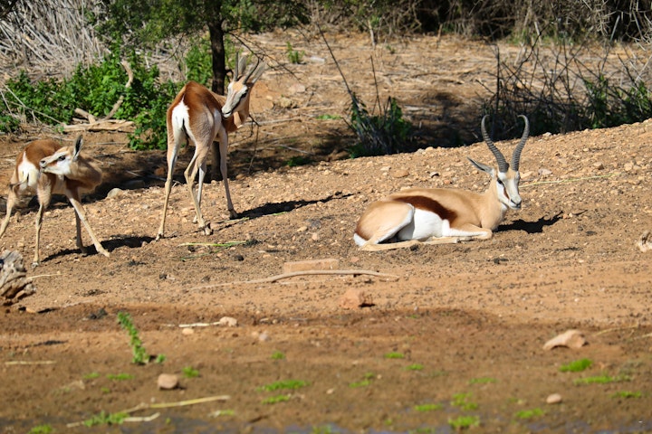 Western Cape Accommodation at Grysbok Self-catering Country House | Viya