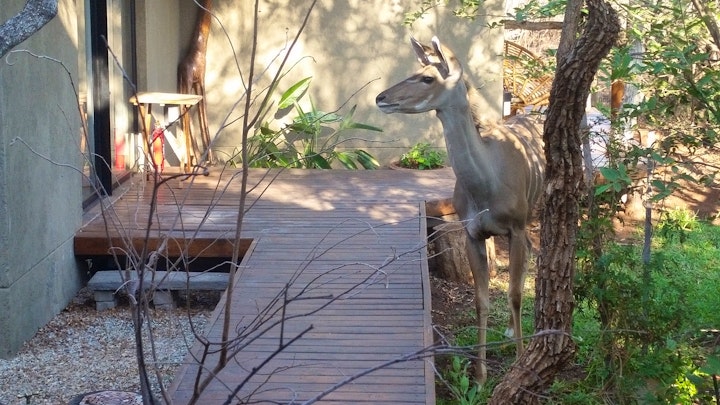 Mpumalanga Accommodation at Call of the Wild Lodge | Viya