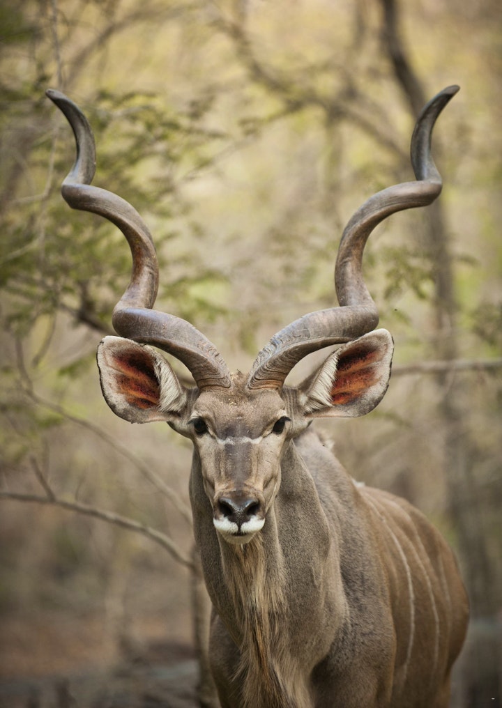 Kruger National Park South Accommodation at De Bruine Huis | Viya