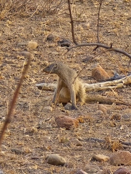 Dinokeng Game Reserve Accommodation at Cikeru Bush Camp - Meerkat | Viya