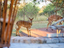 Limpopo Accommodation at Makhato Lodge 58 | Viya